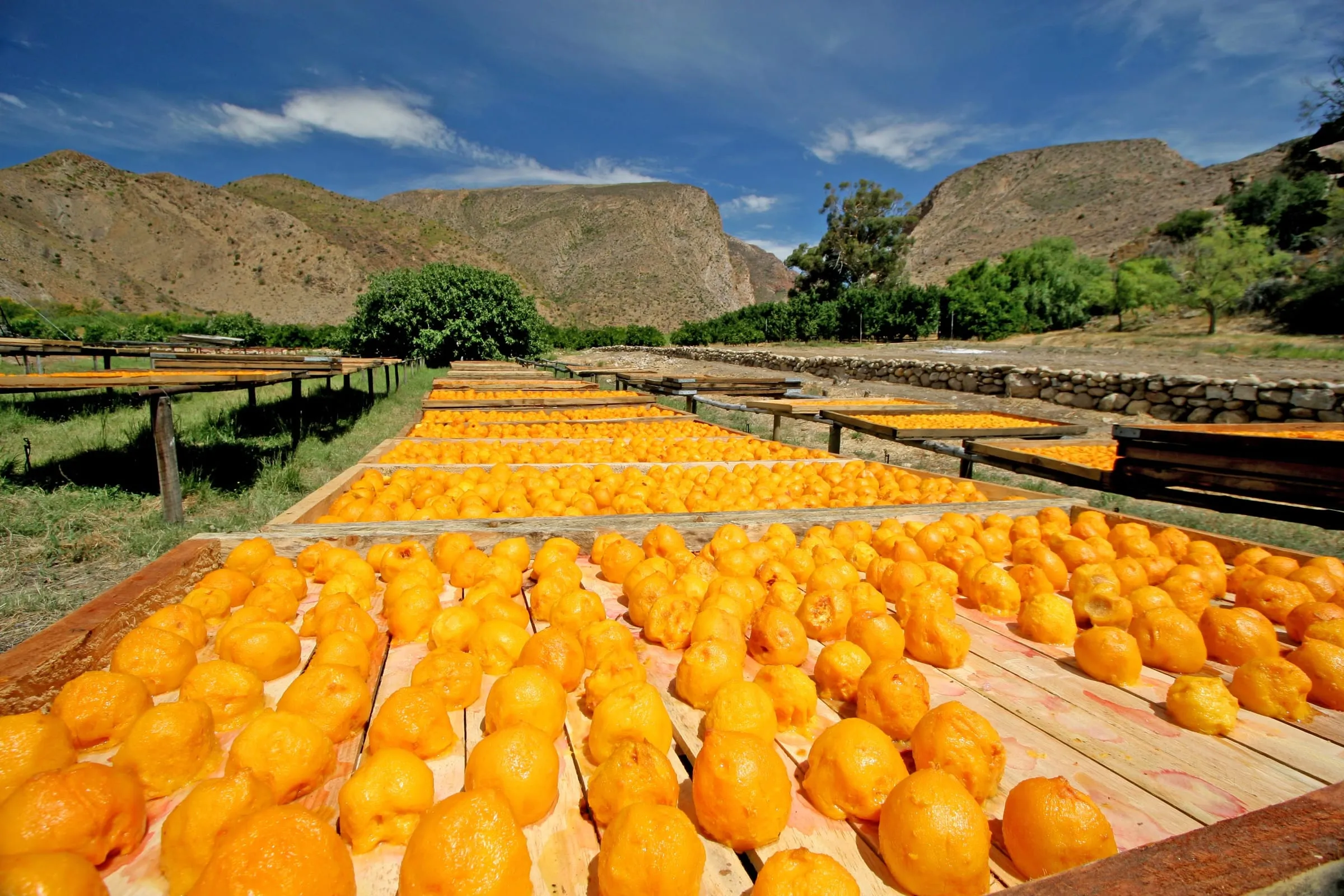 Weltevrede, a fruit farm near Prince Albert